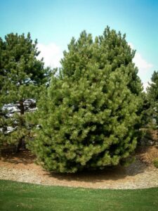 Сосна Чёрная (Pinus Nigra) купить по цене от 270.00р. в интернет-магазине «Посадика» с доставкой почтой в в Александровске и по всей России – [изображение №1].