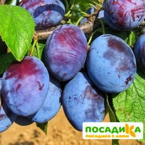 Слива Чачакская ранняя купить по цене от 229.00р. в интернет-магазине «Посадика» с доставкой почтой в в Александровске и по всей России – [изображение №1].