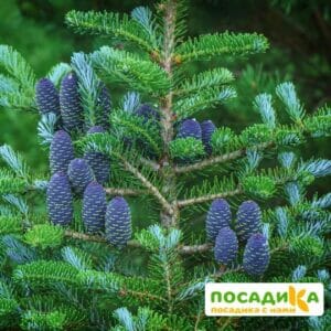 Пихта корейская (Abies koreana) купить по цене от 450.00р. в интернет-магазине «Посадика» с доставкой почтой в в Александровске и по всей России – [изображение №1].