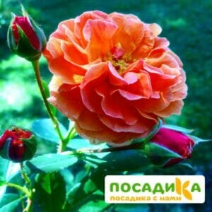 Роза Арабия купить по цене от 350.00р. в интернет-магазине «Посадика» с доставкой почтой в в Александровске и по всей России – [изображение №1].