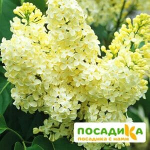 Сирень Примроуз (Primrose) купить по цене от 529.00р. в интернет-магазине «Посадика» с доставкой почтой в в Александровске и по всей России – [изображение №1].