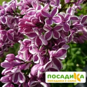 Сирень Сенсация купить по цене от 529.00р. в интернет-магазине «Посадика» с доставкой почтой в в Александровске и по всей России – [изображение №1].