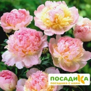 Пион Распберри Сандей (Paeonia Raspberry Sundae) купить по цене от 959р. в интернет-магазине «Посадика» с доставкой почтой в в Александровске и по всей России – [изображение №1].