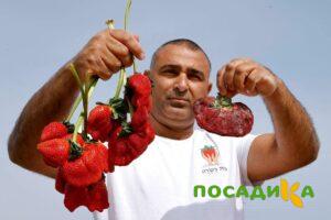 Клубника Гигант Джорнея купить по цене от 266р. в интернет-магазине «Посадика» с доставкой почтой в в Александровске и по всей России – [изображение №1].
