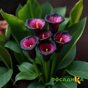 Калла Аура Лейс купить по цене от 400р. в интернет-магазине «Посадика» с доставкой почтой в в Александровске и по всей России – [изображение №1].