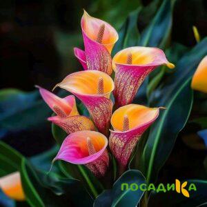 Калла Оникс купить по цене от 450р. в интернет-магазине «Посадика» с доставкой почтой в в Александровске и по всей России – [изображение №1].