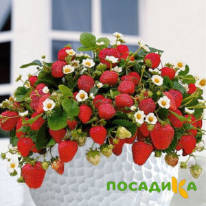 Клубника Рубиновый Шепот (горшечная) купить по цене от 240р. в интернет-магазине «Посадика» с доставкой почтой в в Александровске и по всей России – [изображение №1].