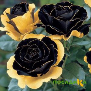 Роза Ханни Сикл купить по цене от 700р. в интернет-магазине «Посадика» с доставкой почтой в в Александровске и по всей России – [изображение №1].