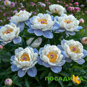 Пион акварельный Этюд купить по цене от 806р. в интернет-магазине «Посадика» с доставкой почтой в в Александровске и по всей России – [изображение №1].