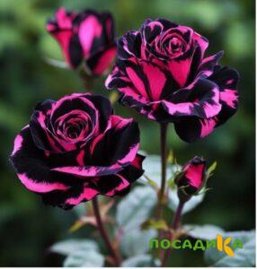 Роза Багровый Шепот купить по цене от 366р. в интернет-магазине «Посадика» с доставкой почтой в в Александровске и по всей России – [изображение №1].