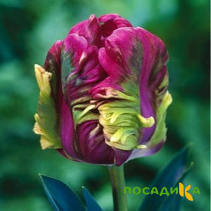 Тюльпан Экзотик Хэвен купить по цене от 186р. в интернет-магазине «Посадика» с доставкой почтой в в Александровске и по всей России – [изображение №1].