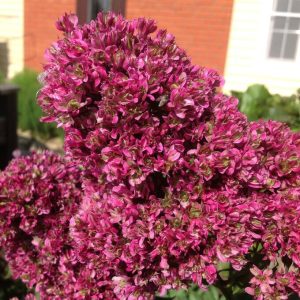 Флокс Филингс купить по цене от 329р. в интернет-магазине «Посадика» с доставкой почтой в в Александровске и по всей России – [изображение №1].