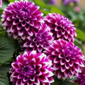 Георгин Кристал Корт купить по цене от 602р. в интернет-магазине «Посадика» с доставкой почтой в в Александровске и по всей России – [изображение №1].