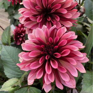 Георгин Перли Сансет купить по цене от 309р. в интернет-магазине «Посадика» с доставкой почтой в в Александровске и по всей России – [изображение №1].