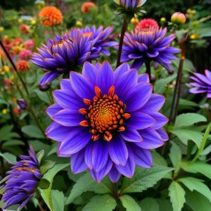 Георгин Лазурит купить по цене от 799р. в интернет-магазине «Посадика» с доставкой почтой в в Александровске и по всей России – [изображение №1].