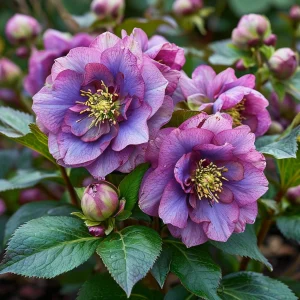 Морозник Айс Принцесс Чарм купить по цене от 650р. в интернет-магазине «Посадика» с доставкой почтой в в Александровске и по всей России – [изображение №1].