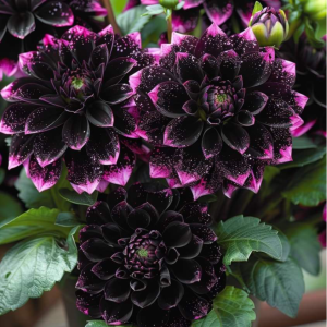 Георгин Лаванда Лейс купить по цене от 679р. в интернет-магазине «Посадика» с доставкой почтой в в Александровске и по всей России – [изображение №1].