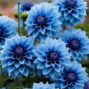 Георгин Вижапе купить по цене от 699р. в интернет-магазине «Посадика» с доставкой почтой в в Александровске и по всей России – [изображение №1].